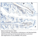 Anti-PGCD Antibody from FabGennix (PGCD-401AP) - Antibodies.com