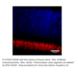 Anti-PGCE Antibody from FabGennix (PGCE-501AP) - Antibodies.com