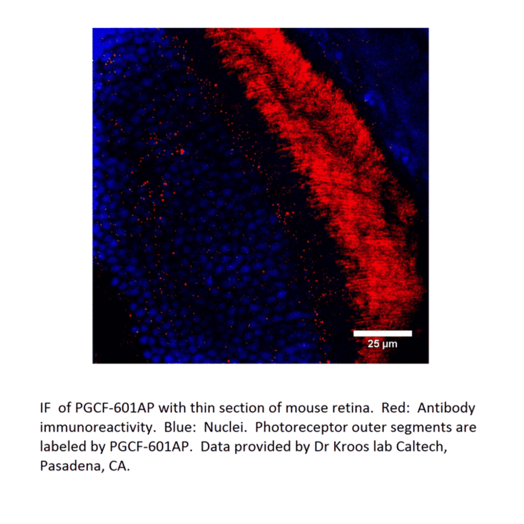 Anti-PGCF Antibody from FabGennix (PGCF-601AP) - Antibodies.com
