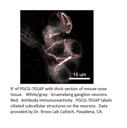 Anti-PGCG Antibody from FabGennix (PGCG-701AP) - Antibodies.com