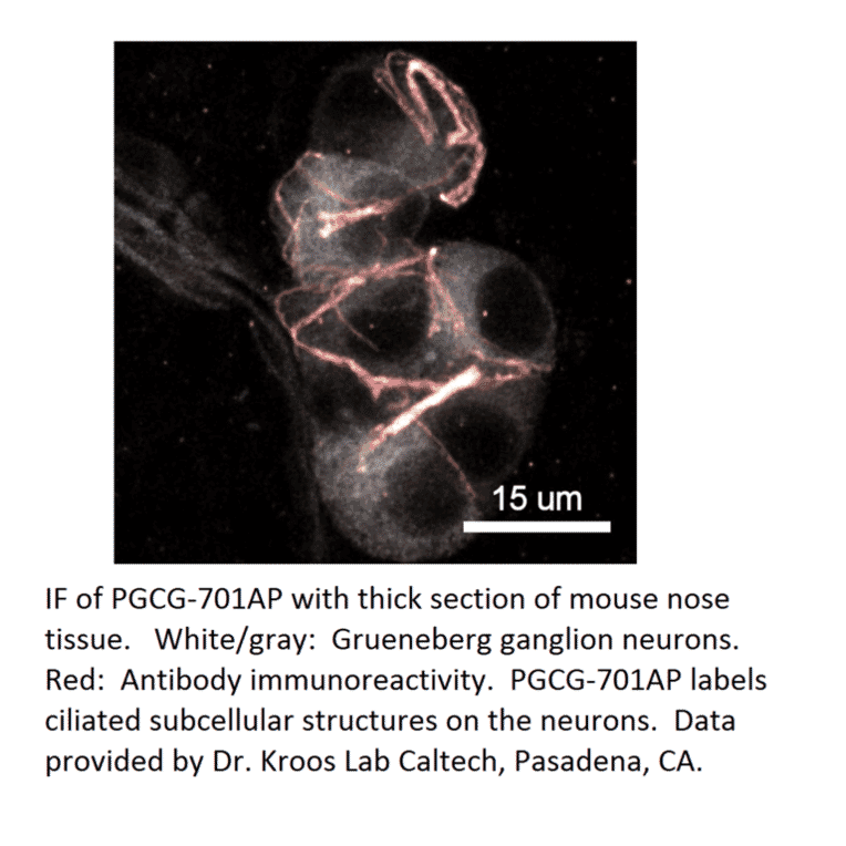 Anti-PGCG Antibody from FabGennix (PGCG-701AP) - Antibodies.com
