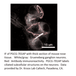 Anti-PGCG Antibody from FabGennix (PGCG-701AP) - Antibodies.com