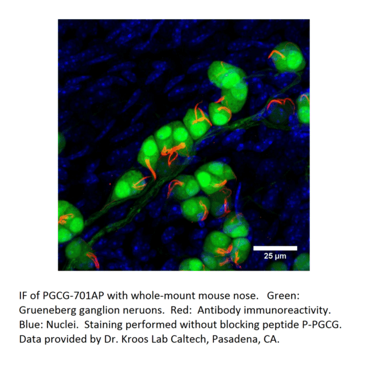 Anti-PGCG Antibody from FabGennix (PGCG-701AP) - Antibodies.com