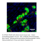 Anti-PGCG Antibody from FabGennix (PGCG-701AP) - Antibodies.com