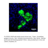Anti-PGCG Antibody from FabGennix (PGCG-701AP) - Antibodies.com
