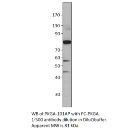 Anti-cGKI Antibody from FabGennix (PKGA-101AP) - Antibodies.com