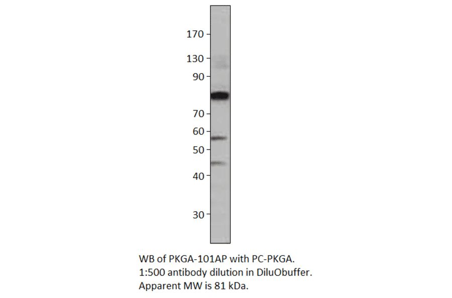 Anti-cGKI Antibody from FabGennix (PKGA-101AP) - Antibodies.com