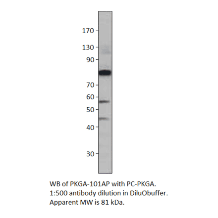 Anti-cGKI Antibody from FabGennix (PKGA-101AP) - Antibodies.com