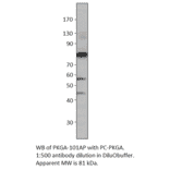 Anti-cGKI Antibody from FabGennix (PKGA-101AP) - Antibodies.com