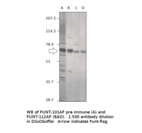 Anti-Punt Antibody from FabGennix (PUNT-101AP) - Antibodies.com