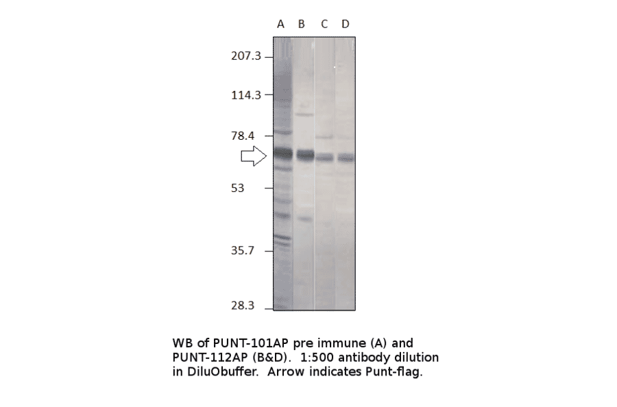 Anti-Punt Antibody from FabGennix (PUNT-112AP) - Antibodies.com
