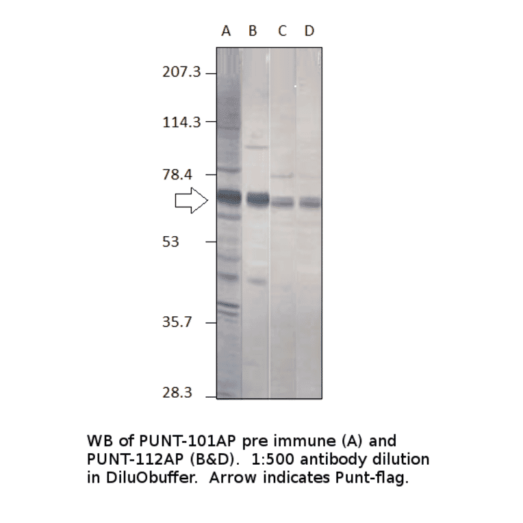Anti-Punt Antibody from FabGennix (PUNT-112AP) - Antibodies.com