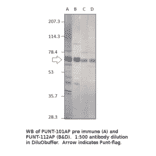 Anti-Punt Antibody from FabGennix (PUNT-112AP) - Antibodies.com