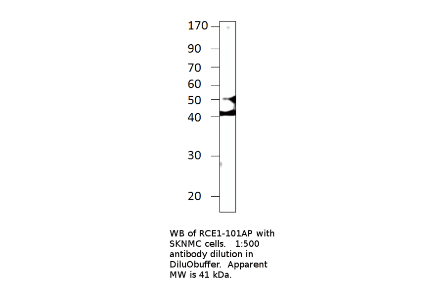 Anti-RCE1 Antibody from FabGennix (RCE1-101AP) - Antibodies.com