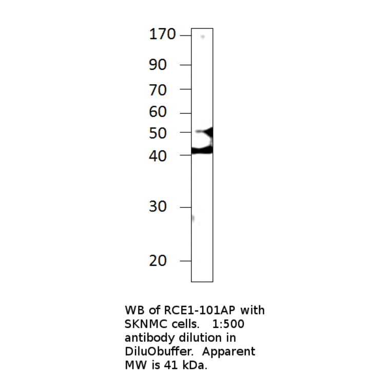 Anti-RCE1 Antibody from FabGennix (RCE1-101AP) - Antibodies.com