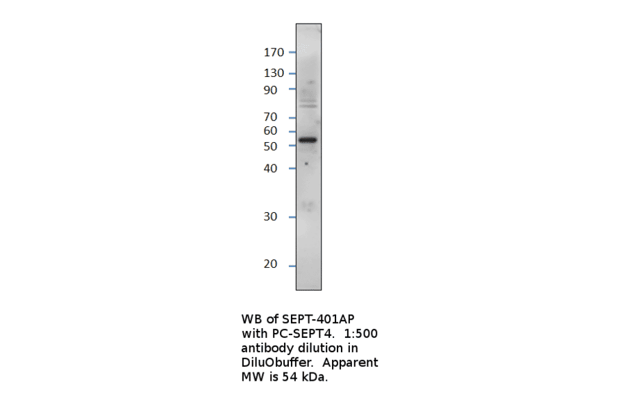 Anti-ARTS Antibody from FabGennix (SEPT-401AP) - Antibodies.com