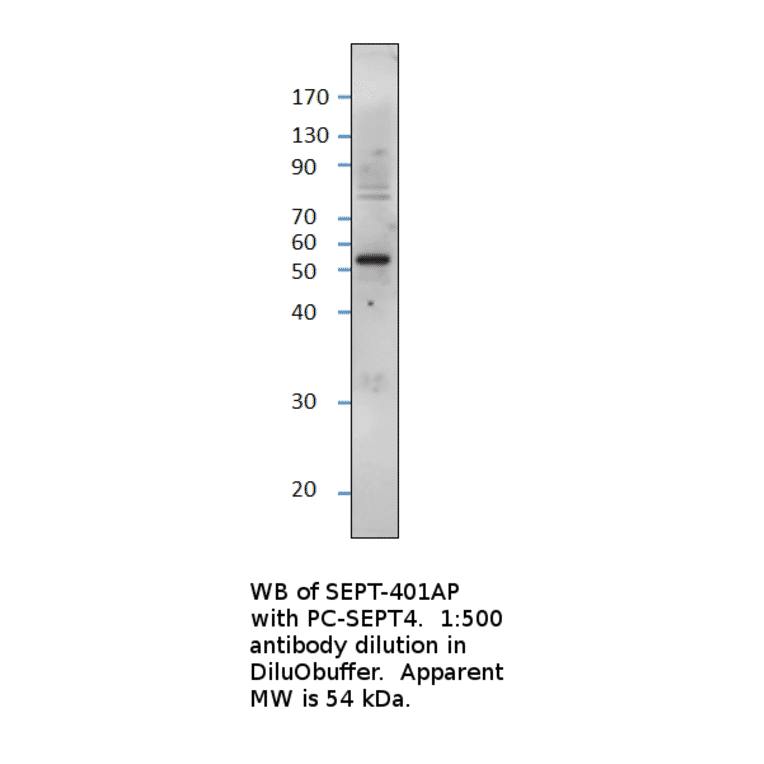 Anti-ARTS Antibody from FabGennix (SEPT-401AP) - Antibodies.com