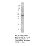 Anti-ARTS Antibody from FabGennix (SEPT-401AP) - Antibodies.com