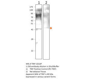 Anti-TRIF Antibody from FabGennix (TRIF-101AP) - Antibodies.com