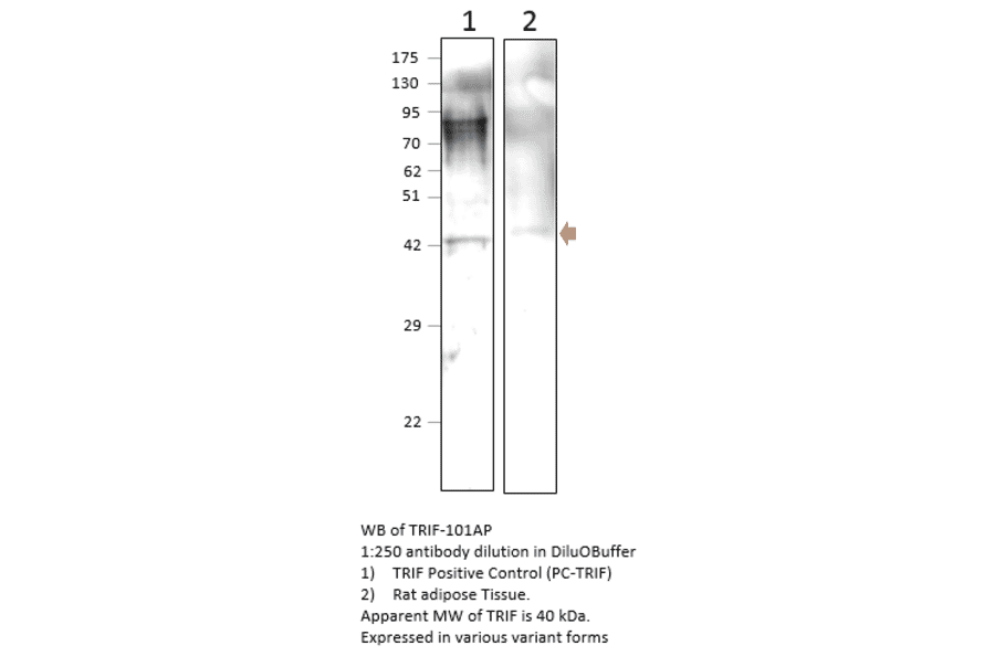 Anti-TRIF Antibody from FabGennix (TRIF-101AP) - Antibodies.com