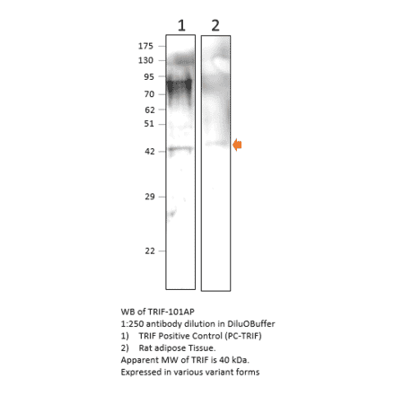 Anti-TRIF Antibody from FabGennix (TRIF-101AP) - Antibodies.com