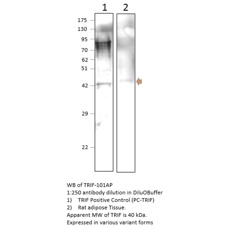 Anti-TRIF Antibody from FabGennix (TRIF-101AP) - Antibodies.com