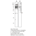 Anti-TRIF Antibody from FabGennix (TRIF-101AP) - Antibodies.com