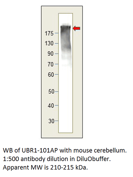 Anti-UBR1 Antibody