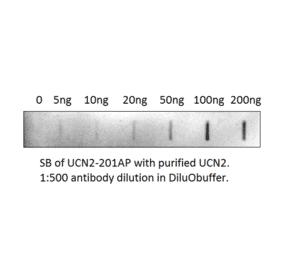 Anti-UCN2 Antibody from FabGennix (UCN2-201AP) - Antibodies.com