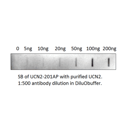 Anti-UCN2 Antibody from FabGennix (UCN2-201AP) - Antibodies.com