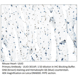 Anti-ULK3 Antibody from FabGennix (ULK3-301AP) - Antibodies.com
