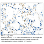 Anti-ULK3 Antibody from FabGennix (ULK3-301AP) - Antibodies.com