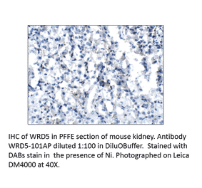 Anti-WDR5 Antibody from FabGennix (WDR5-101AP) - Antibodies.com