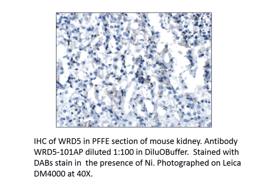 Anti-WDR5 Antibody from FabGennix (WDR5-101AP) - Antibodies.com