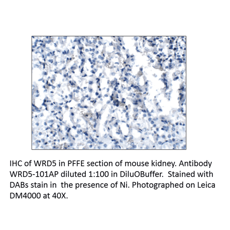Anti-WDR5 Antibody from FabGennix (WDR5-101AP) - Antibodies.com