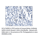 Anti-WDR5 Antibody from FabGennix (WDR5-101AP) - Antibodies.com
