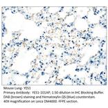 Anti-YES1 Antibody from FabGennix (YES1-101AP) - Antibodies.com