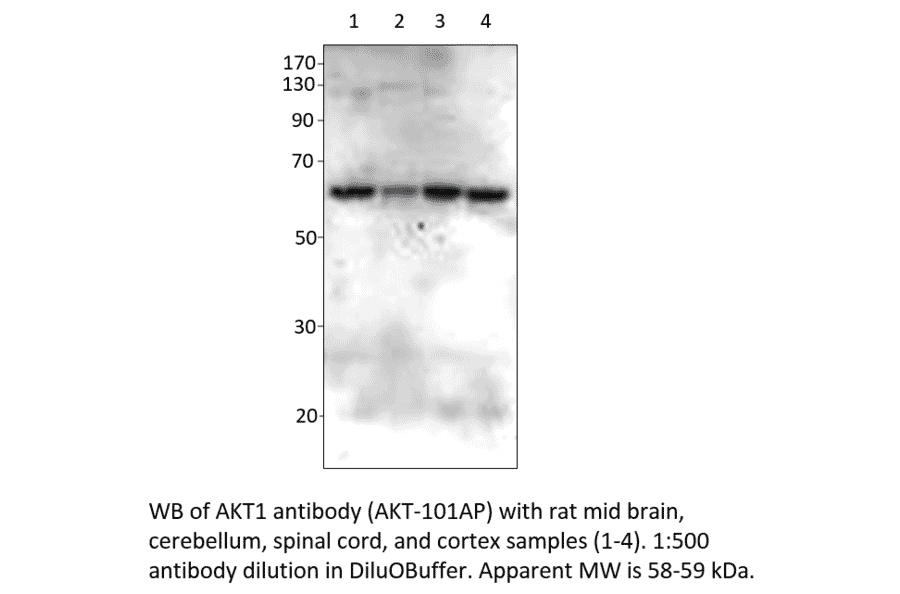 Anti-AKT1 Antibody from FabGennix (AKT-101AP) - Antibodies.com