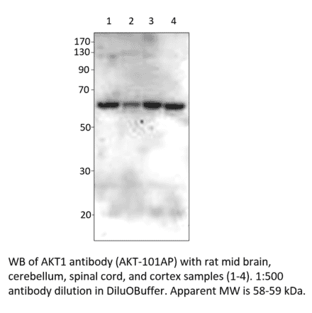 Anti-AKT1 Antibody from FabGennix (AKT-101AP) - Antibodies.com