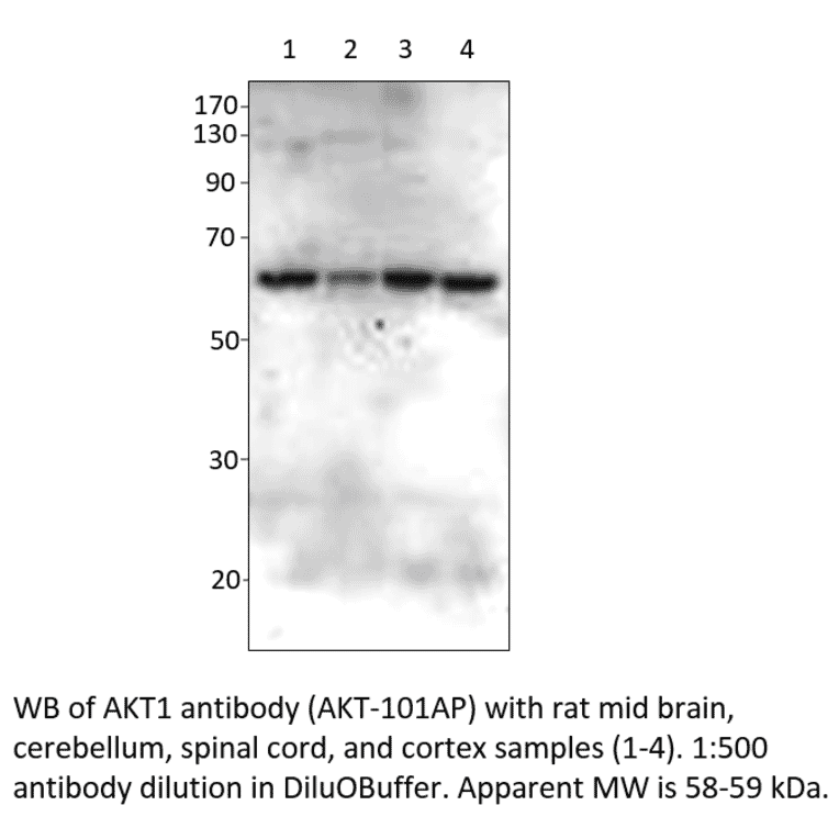 Anti-AKT1 Antibody from FabGennix (AKT-101AP) - Antibodies.com