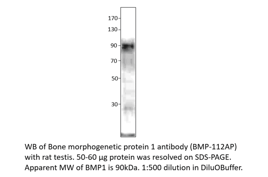 Anti-BMP1 Antibody from FabGennix (BMP-112AP) - Antibodies.com