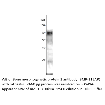 Anti-BMP1 Antibody from FabGennix (BMP-112AP) - Antibodies.com