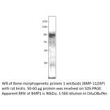 Anti-BMP1 Antibody from FabGennix (BMP-112AP) - Antibodies.com