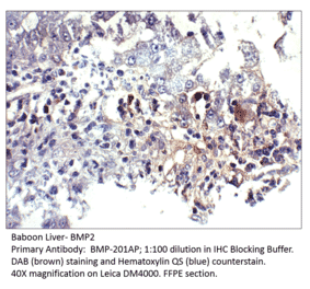 Anti-BMP2 Antibody from FabGennix (BMP-201AP) - Antibodies.com