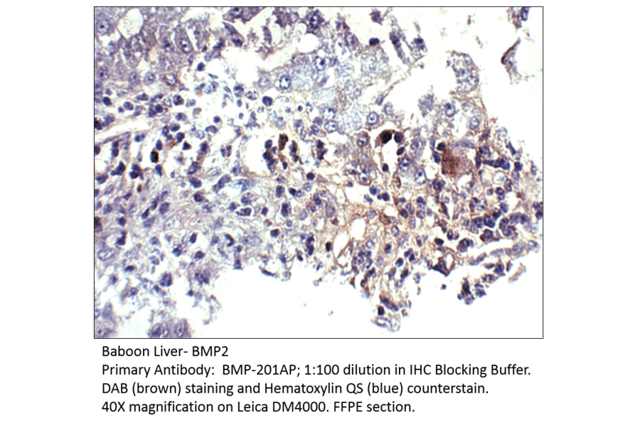 Anti-BMP2 Antibody from FabGennix (BMP-201AP) - Antibodies.com