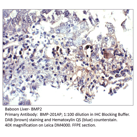 Anti-BMP2 Antibody from FabGennix (BMP-201AP) - Antibodies.com