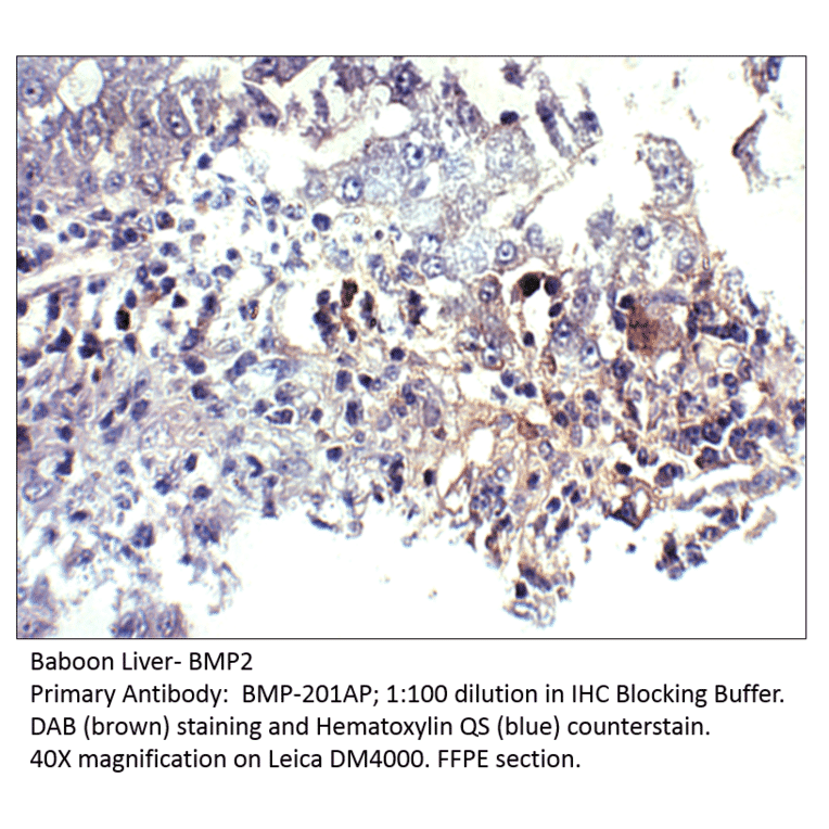 Anti-BMP2 Antibody from FabGennix (BMP-201AP) - Antibodies.com