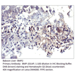 Anti-BMP2 Antibody from FabGennix (BMP-201AP) - Antibodies.com