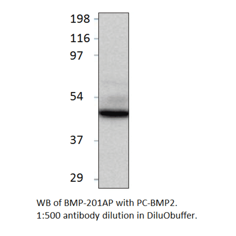 Anti-BMP2 Antibody from FabGennix (BMP-201AP) - Antibodies.com