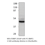 Anti-BMP2 Antibody from FabGennix (BMP-201AP) - Antibodies.com